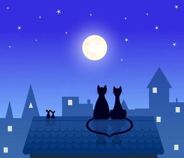 Коты на крыше ночью