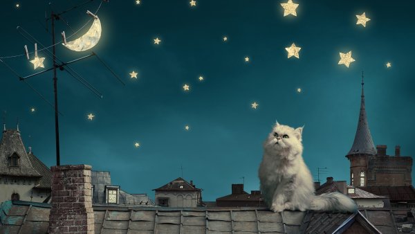 Кот на крыше