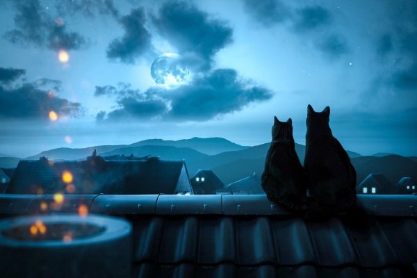 Кот на крыше ночью