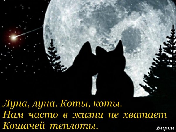 Котята под луной