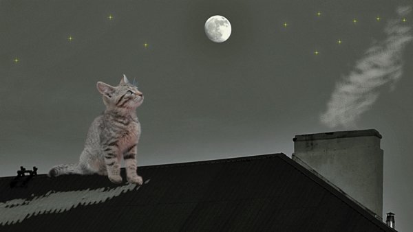 Кошка ночью
