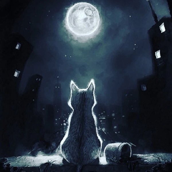 Кот и Луна