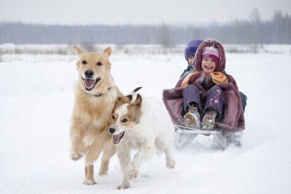 Собака на санках