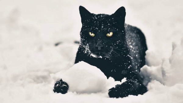 Черная кошка в снегу