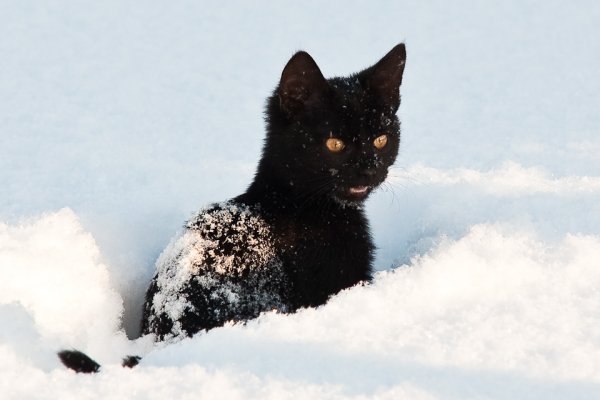 Черный котенок в снегу
