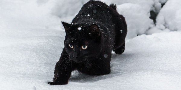 Черная пантера на снегу