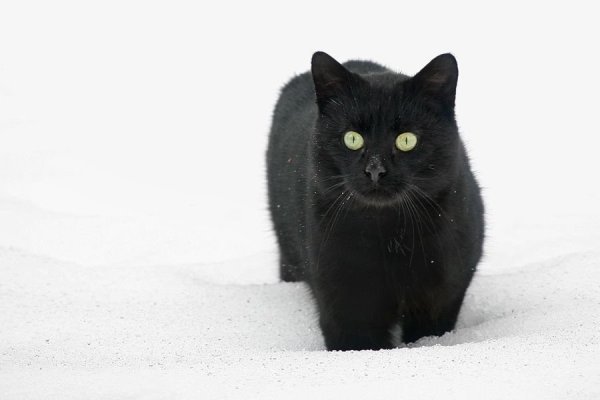 Черный котенок в снегу