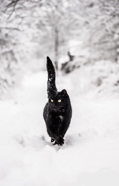 Черный кот в снегу