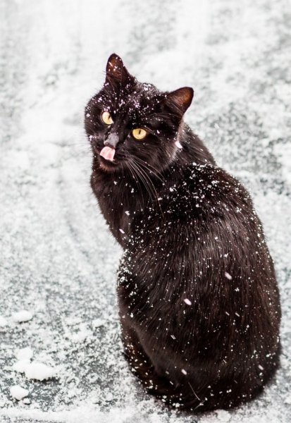 Кот в снегу