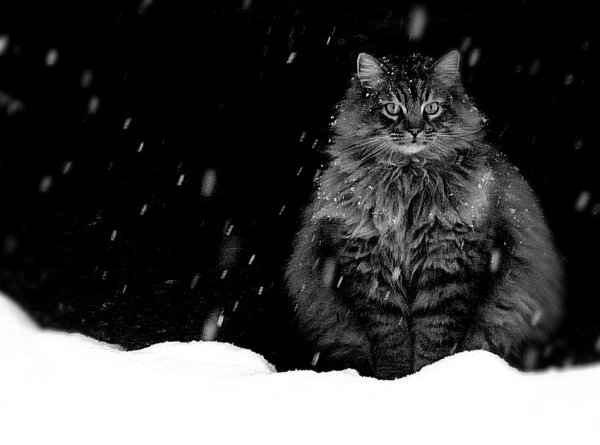 Кот в снегу