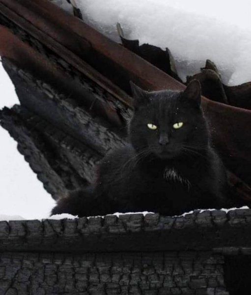 Черный кот зима