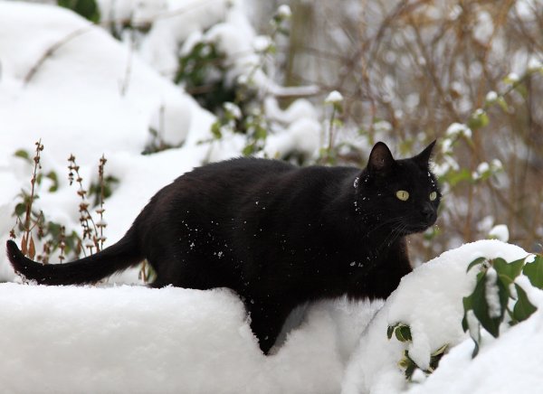 Зимние коты черные