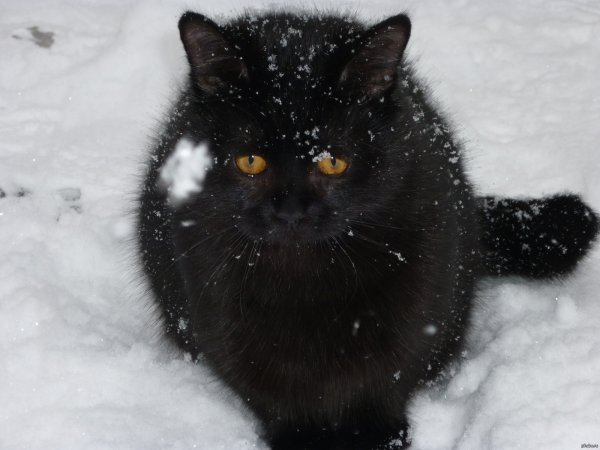 Черный пушистый кот на снегу