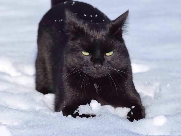 Черный котенок зима