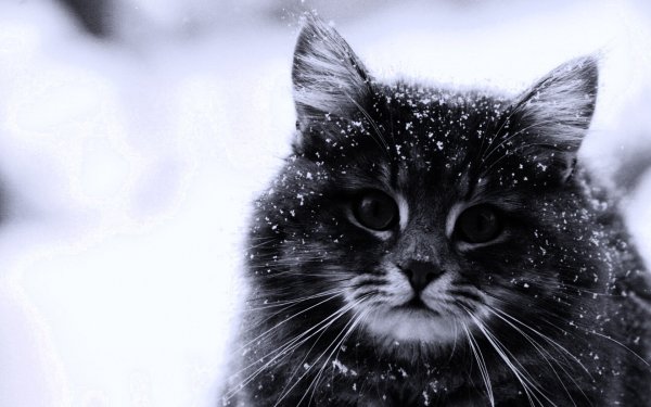 Черный кот в снегу