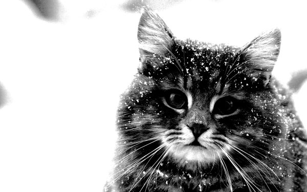 Кот в снегу