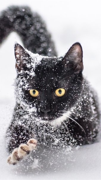 Зимние коты