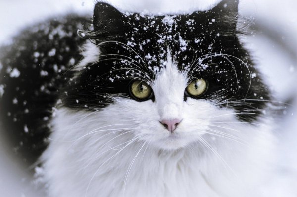 Черно белая пушистая кошка