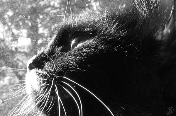 Черный котик в снегу