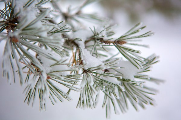 Ветка сосны