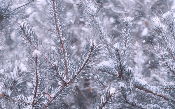 Заснеженная ветка