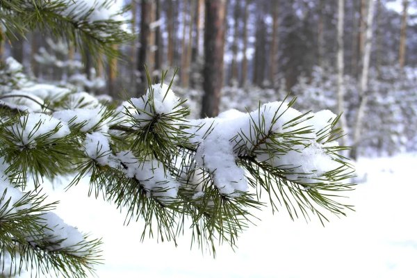 Снежные еловые лапы