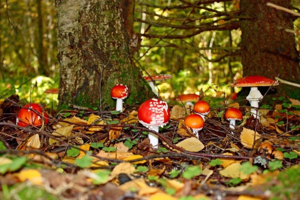 Мухоморы на Поляне