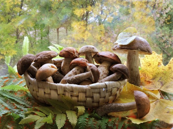 Осенняя корзинка с грибами