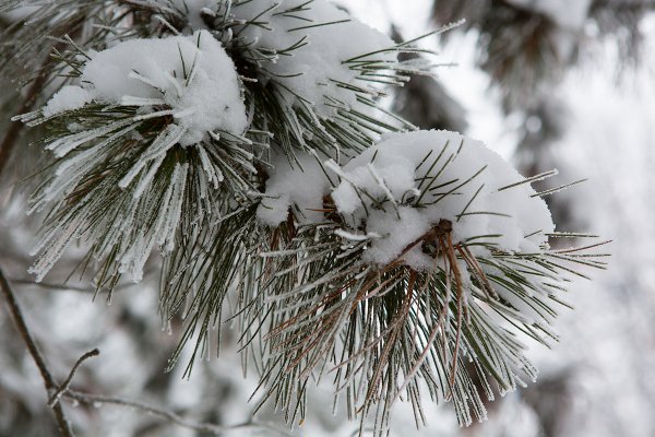 Заснеженные ветки сосны