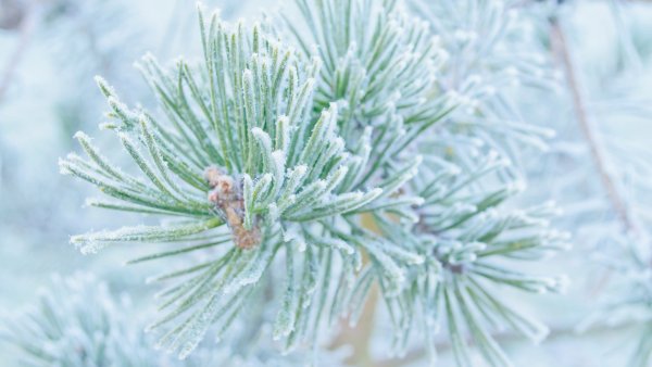 Сосновая ветка в снегу