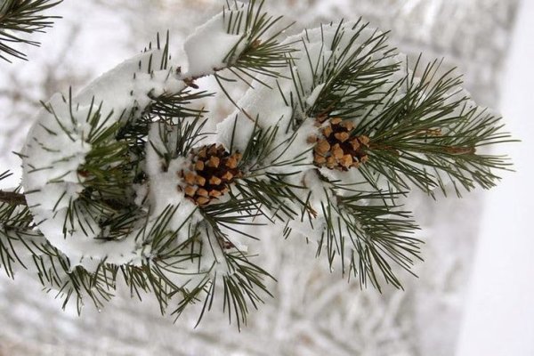 Веточка с шишками зимой