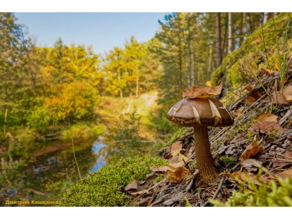 Грибы в осеннем лесу