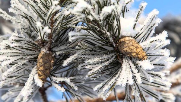 Сосновые ветки в инее