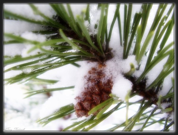 Сосновые ветви в снегу