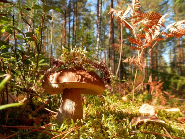 Осень грибы