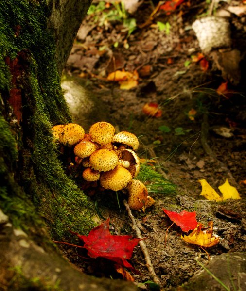 Осень грибы