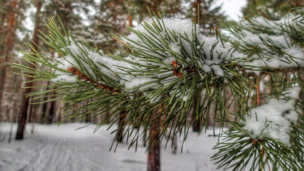 Хвоинки сосны зимой