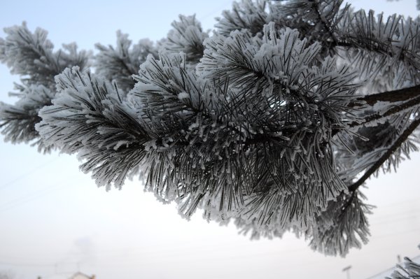 Серебристые еловые ветки