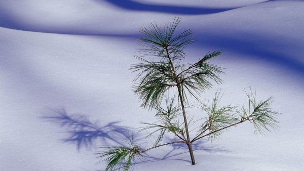 Ветка сосны в снегу