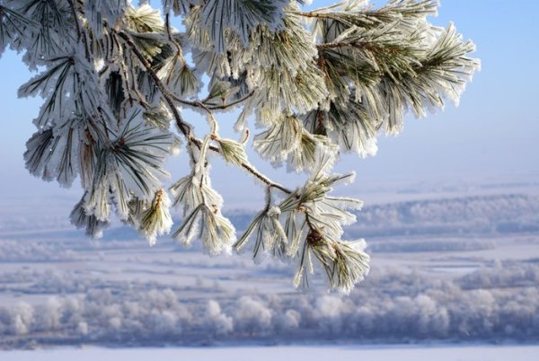 Ветка сосны в инее