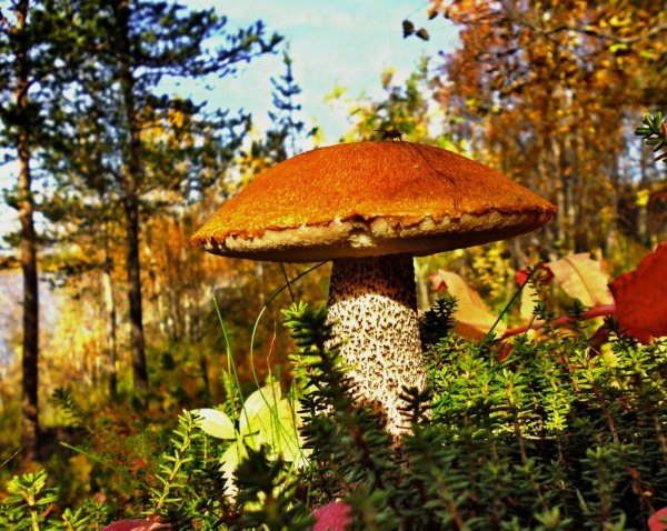 Подосиновик осенний