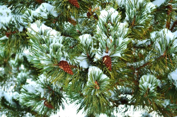 Green Trees ель Клеопатра 7.5