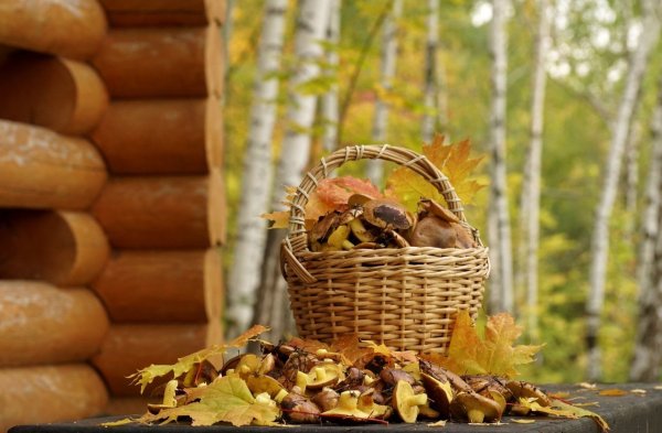 Урожайная осень