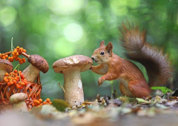 Фотограф Вадим Трунов грибы