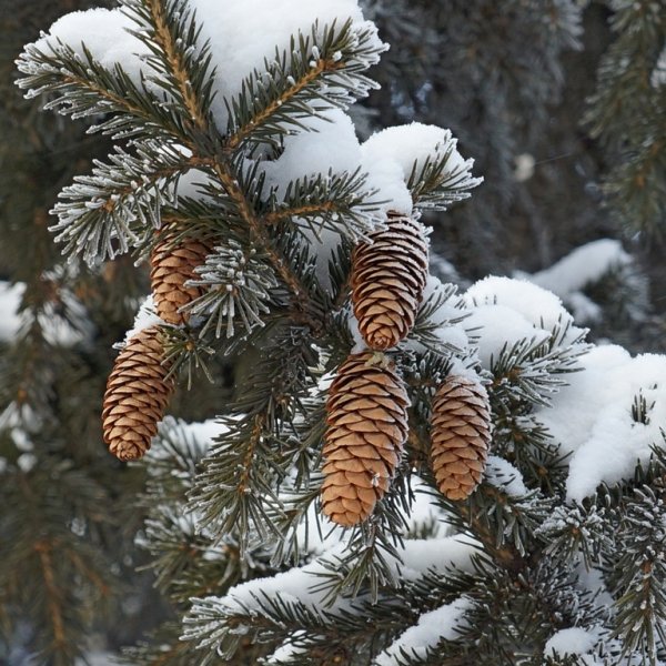 Ель с шишками