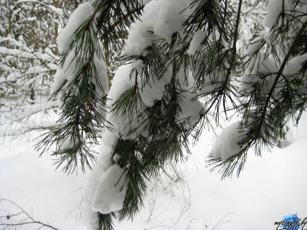 Хвойная ветка в снегу