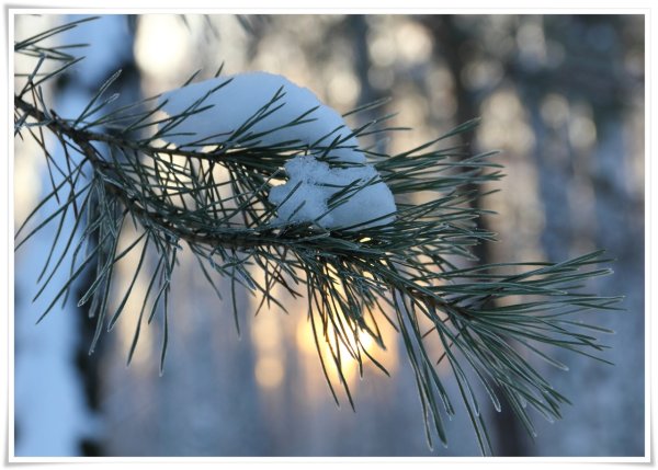 Заснеженная ветка сосны красками