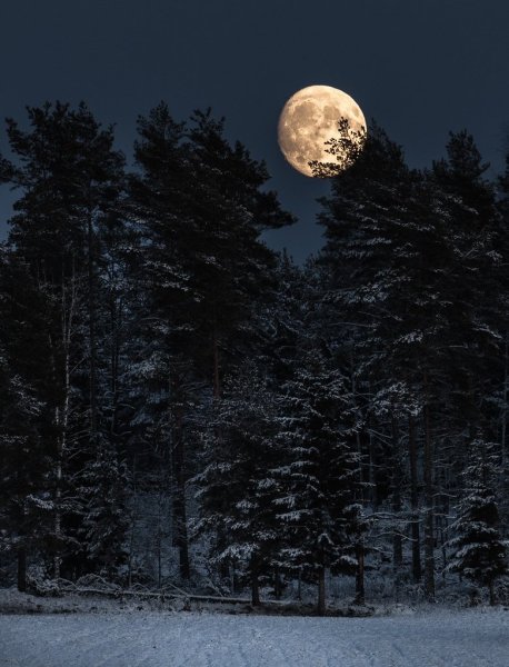 Луна над лесом