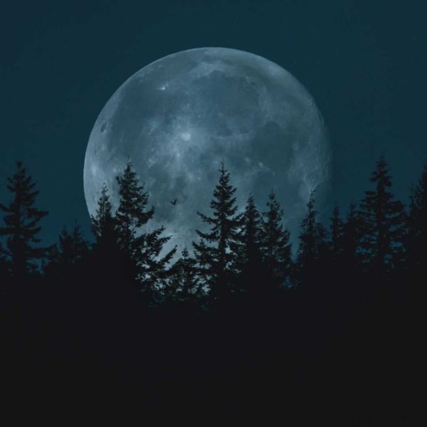 Луна в лесу