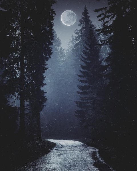 «Ночь в лесу»